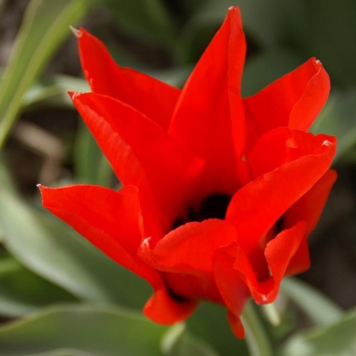 Tulipa ingens  plant