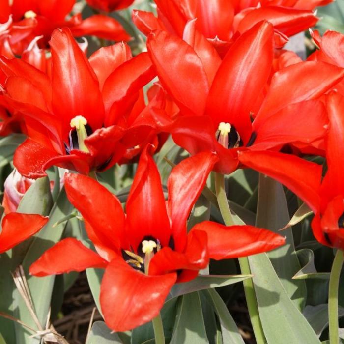 Tulipa ingens  plant