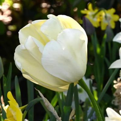 tulipa-ivory-floradale