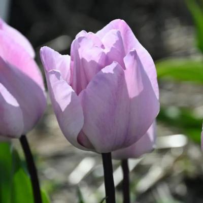 tulipa-jacuzzi