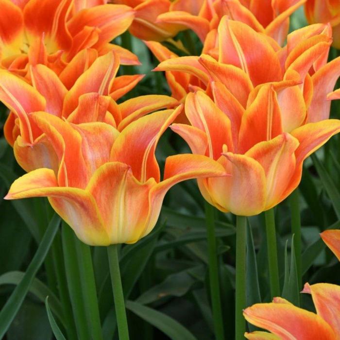 Tulipa 'Je t'aime'  plant