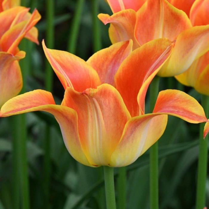 Tulipa 'Je t'aime'  plant