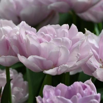 tulipa-katinka