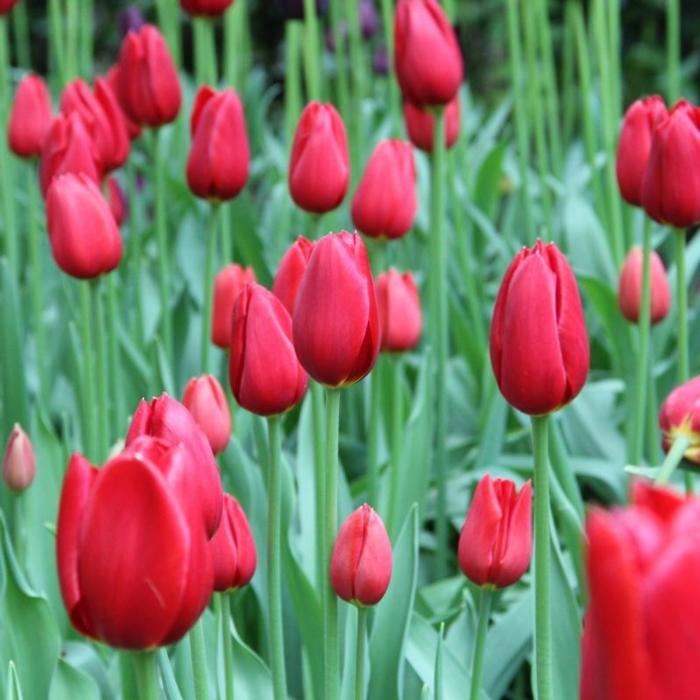 Tulipa 'Kingsblood' plant