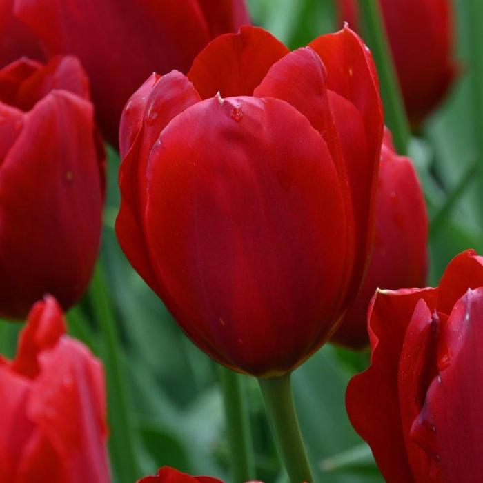 Tulipa 'Kingsblood' plant