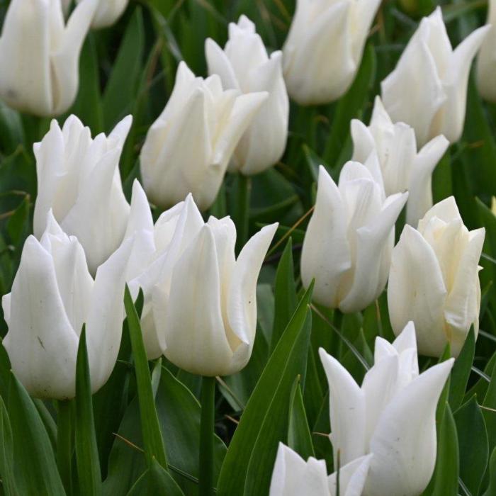 Tulipa 'Kiwanis' plant