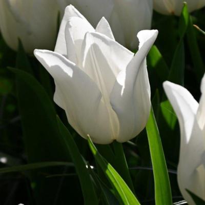 tulipa-kiwanis