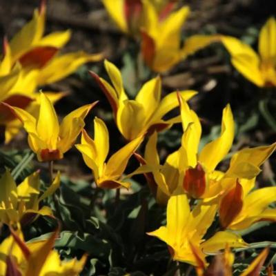 tulipa-kolpakowskiana