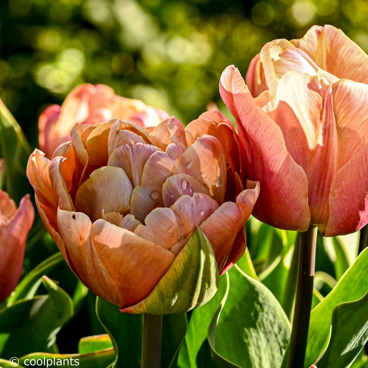 Tulipa 'La Belle Epoque' plant