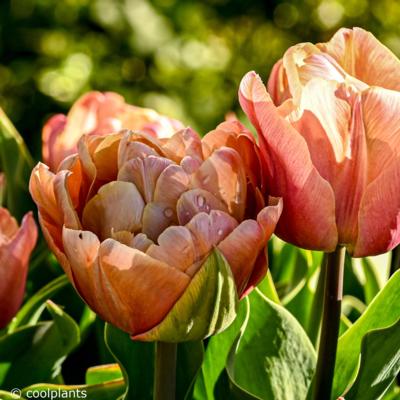 tulipa-la-belle-epoque