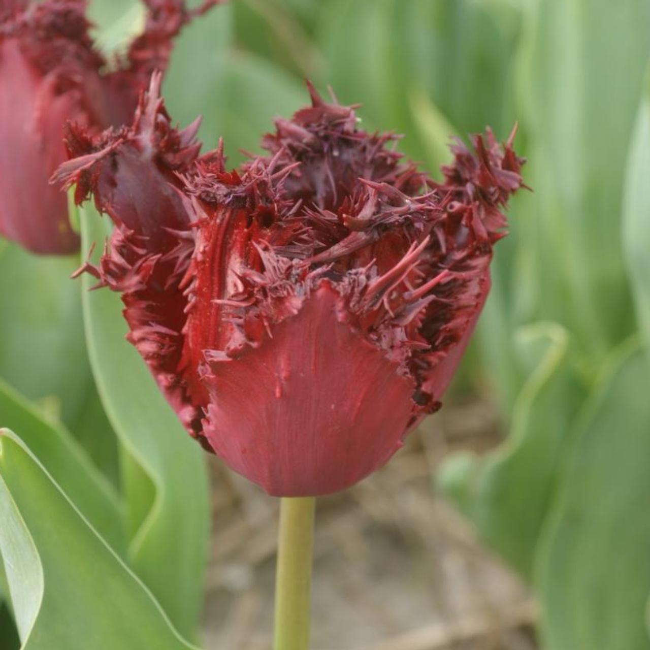 Tulipa 'Labrador' plant