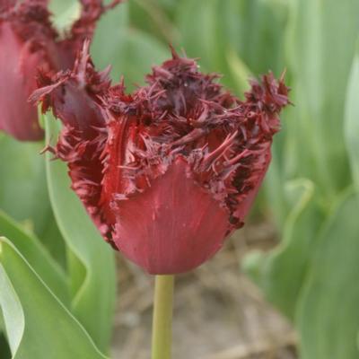 tulipa-labrador
