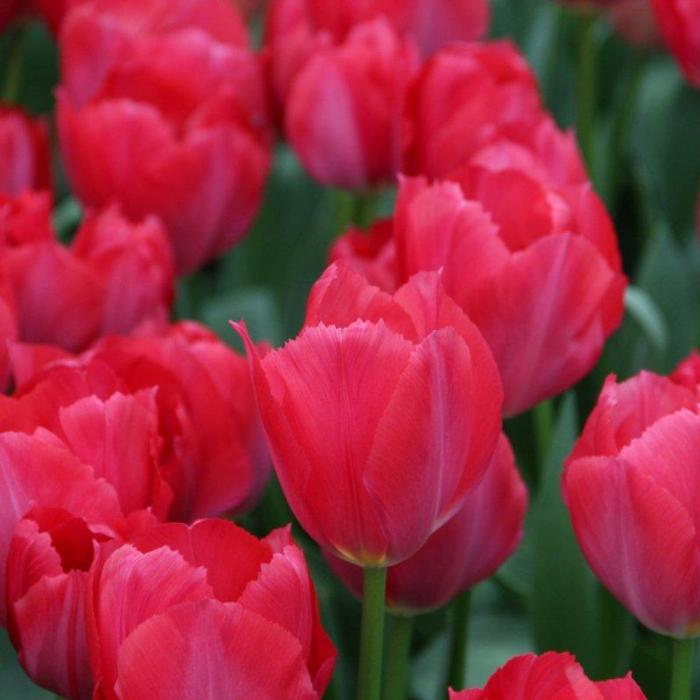 Tulipa 'Lady van Eijk' plant