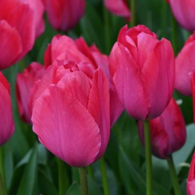 tulipa-lady-van-eijk