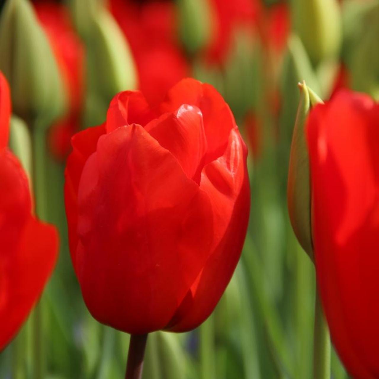 Tulipa 'Lalibela' plant