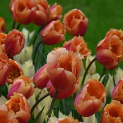 tulipa-lambada