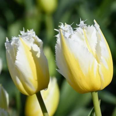 tulipa-lemon-beauty-