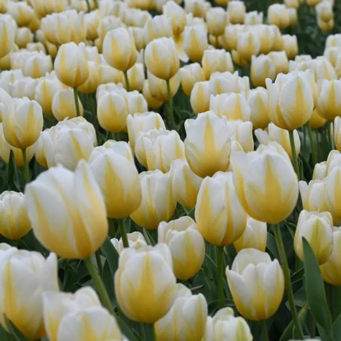 Tulipa 'Lemon Chiffon' plant