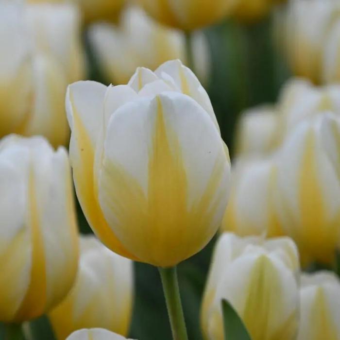 Tulipa 'Lemon Chiffon' plant