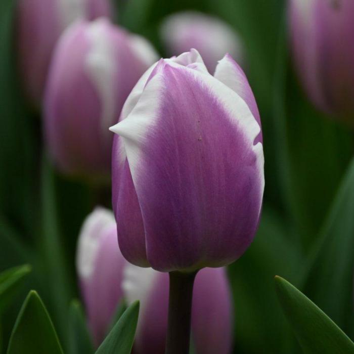 Tulipa 'Librije' plant