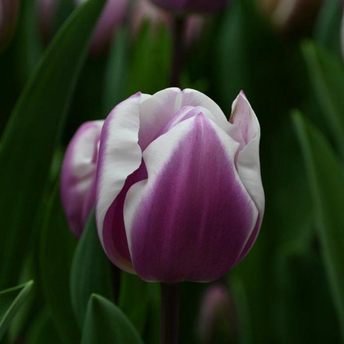 Tulipa 'Librije' plant