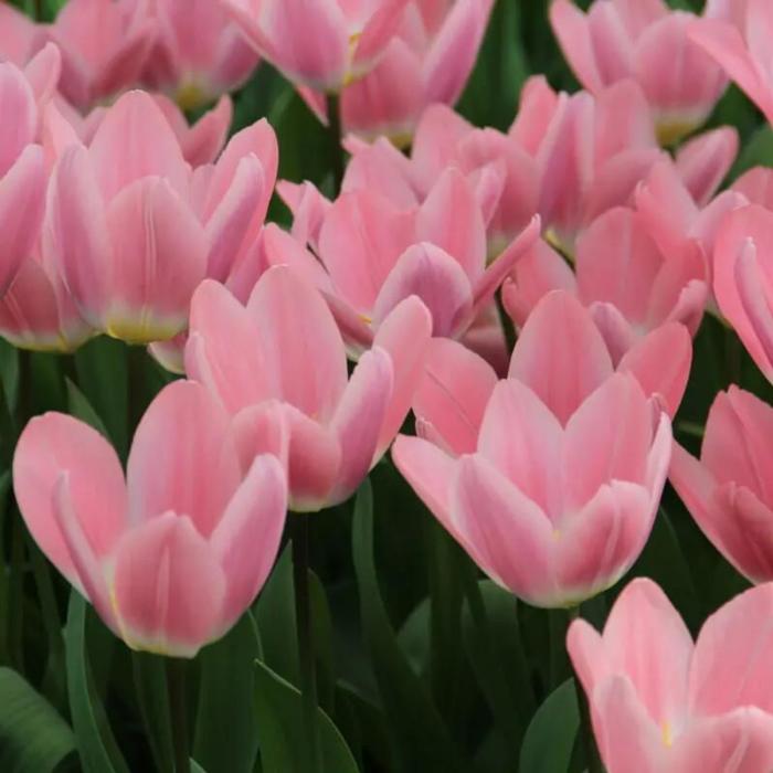 Tulipa 'Light and Dreamy' plant