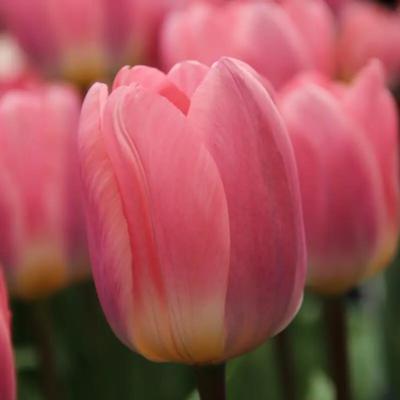 tulipa-light-and-dreamy