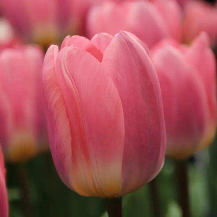 Tulipa 'Light and Dreamy' plant