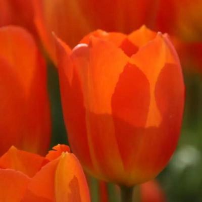 tulipa-lighting-sun
