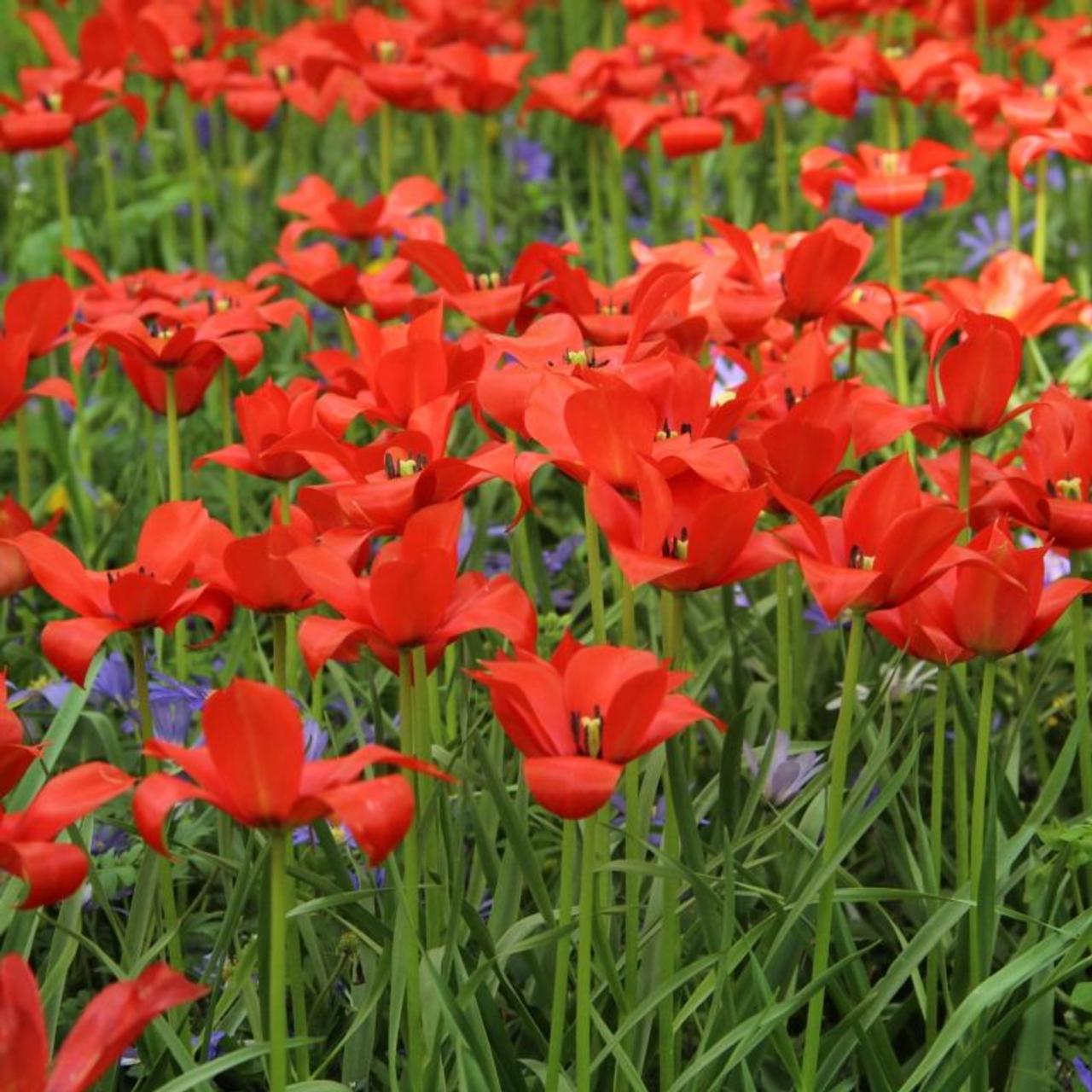 Tulipa linifolia plant