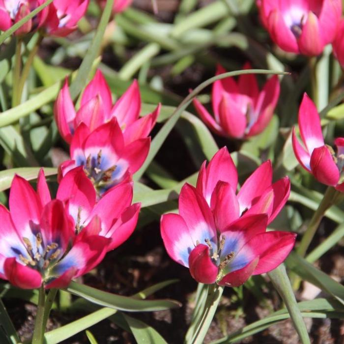 Tulipa 'Little Beauty' plant