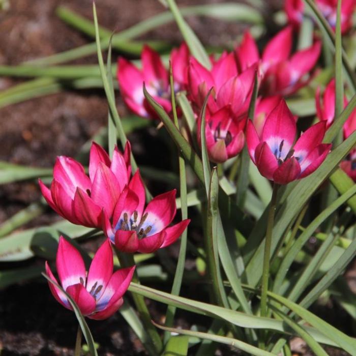 Tulipa 'Little Beauty' plant