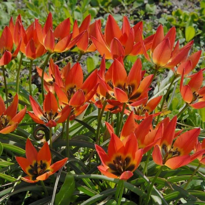 Tulipa 'Little Princess' plant