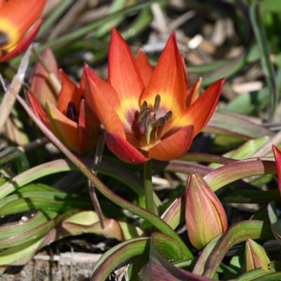 tulipa-little-princess