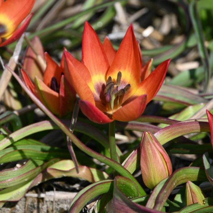 Tulipa 'Little Princess' plant