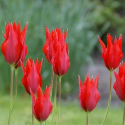 tulipa-liz-de-velours
