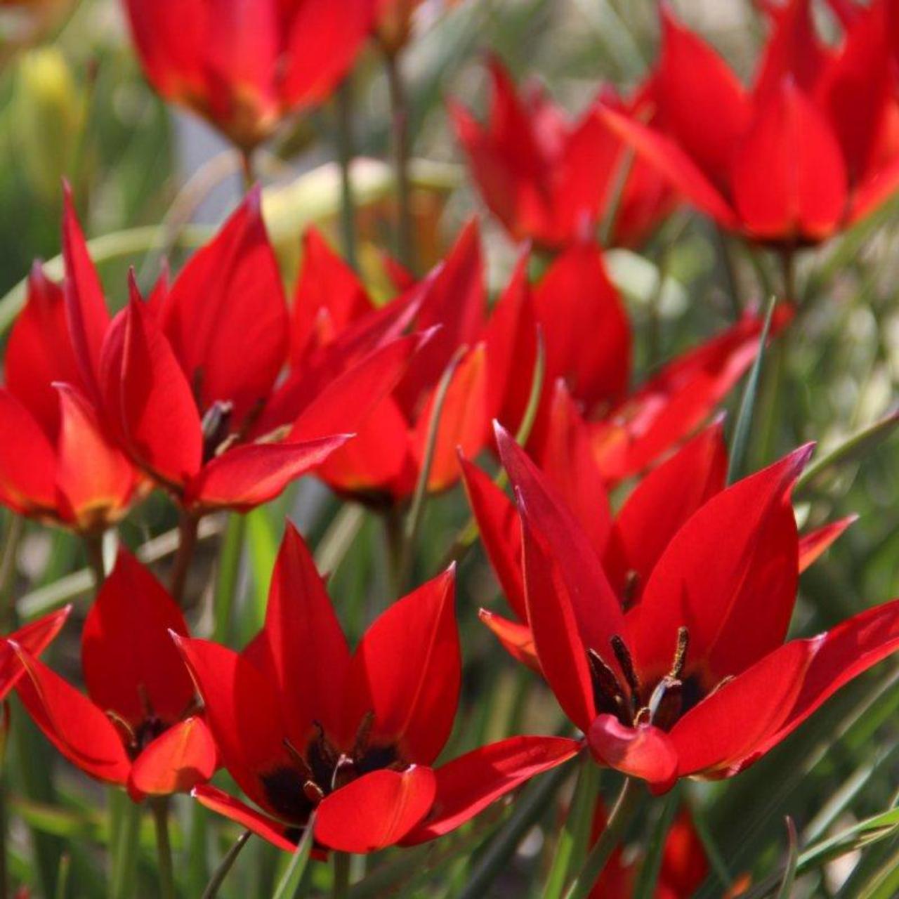 Tulipa 'Lizzy' plant