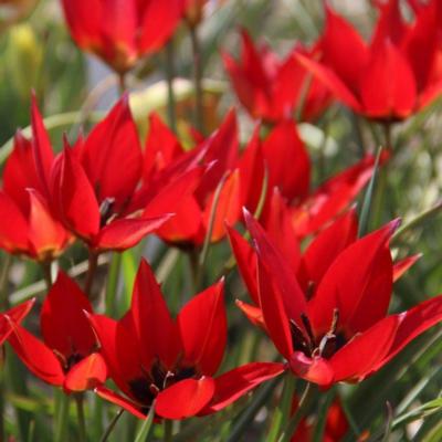 tulipa-lizzy