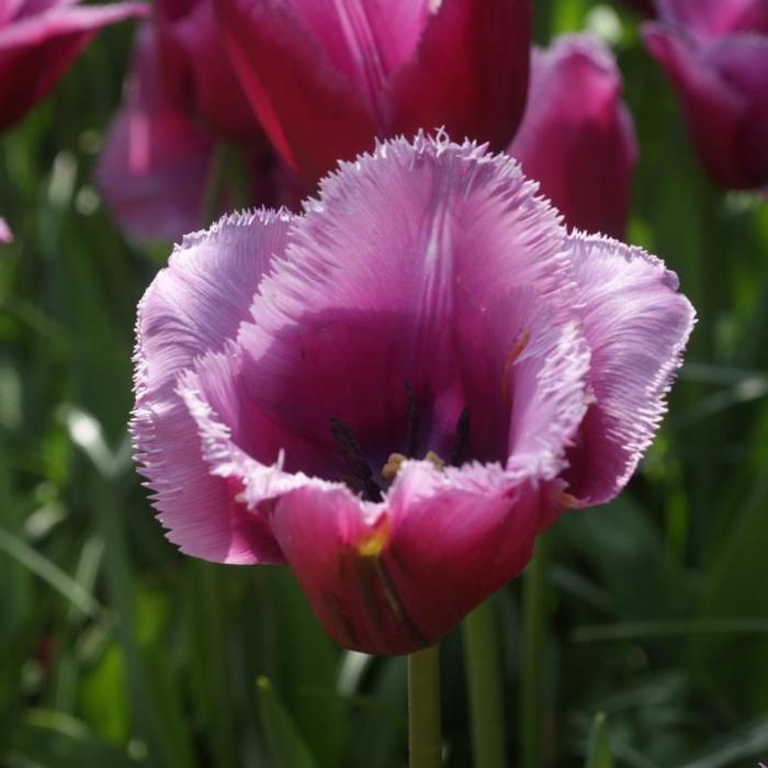 Tulipa 'Louvre' plant