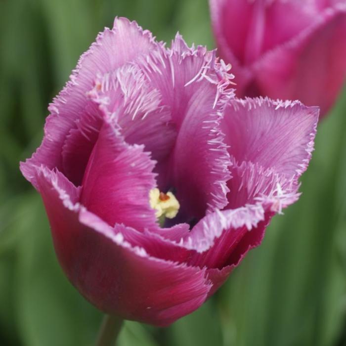 Tulipa 'Louvre' plant