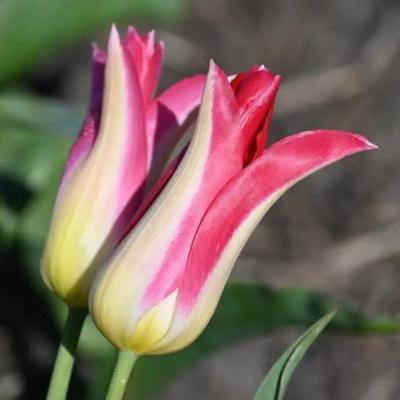 tulipa-love-story