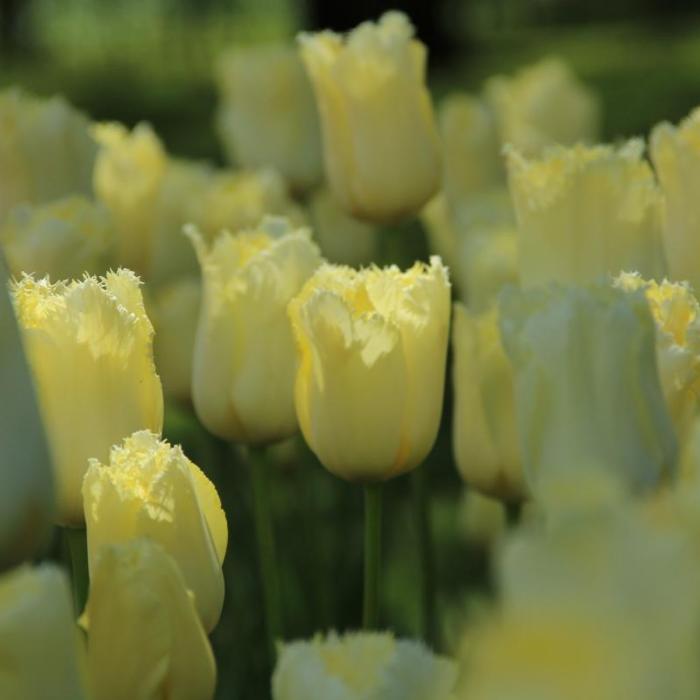 Tulipa 'Maja' plant