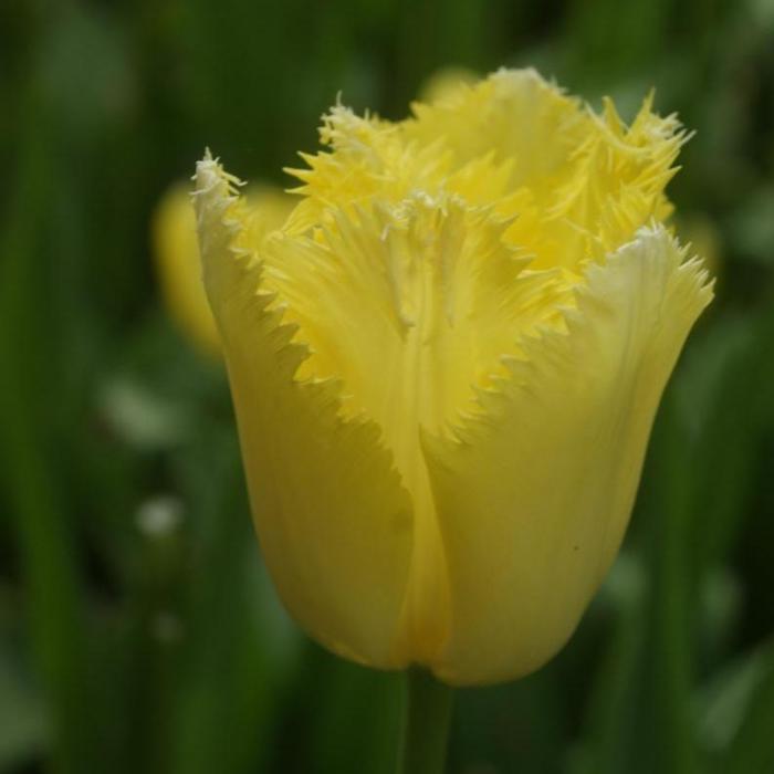 Tulipa 'Maja' plant