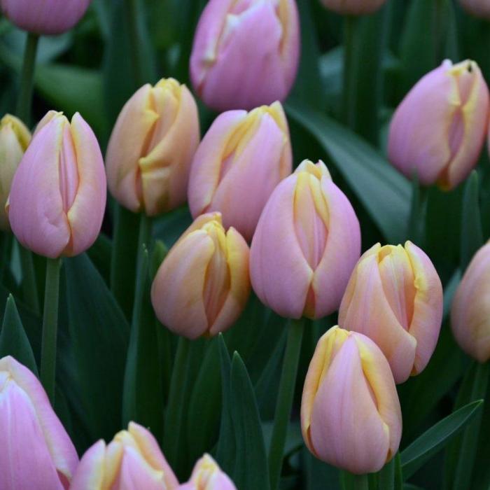 Tulipa 'Mango Charm' plant