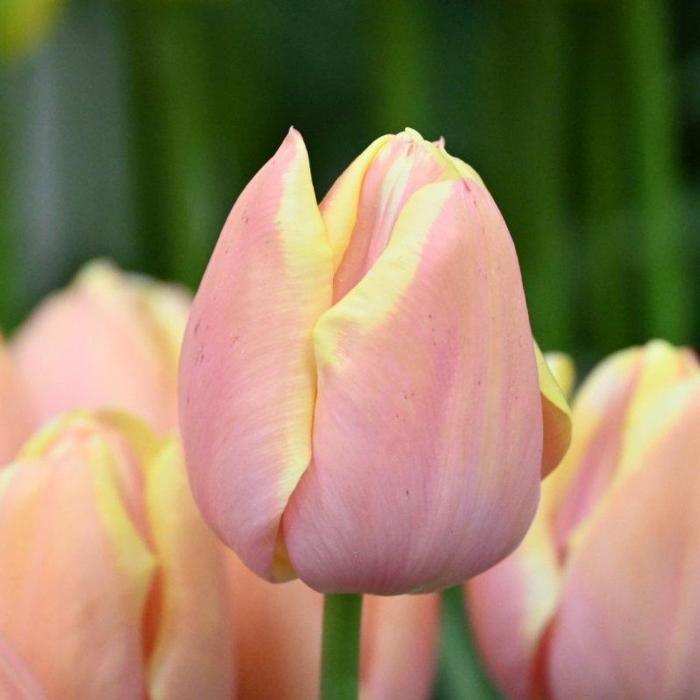 Tulipa 'Mango Charm' plant