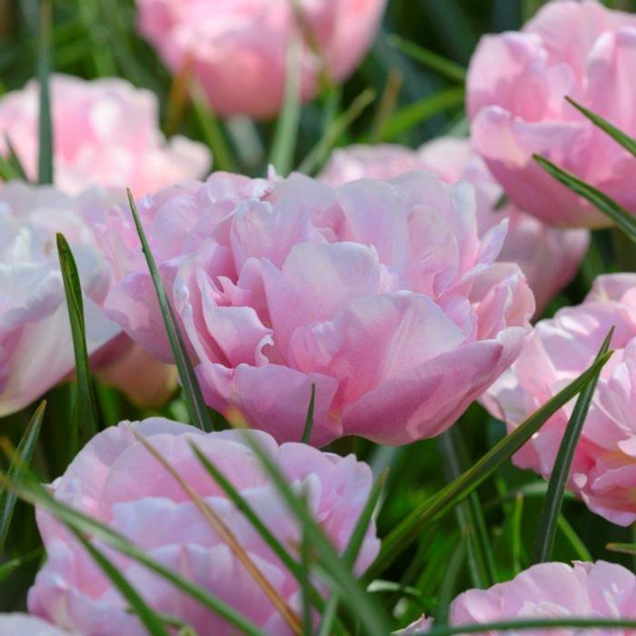 Tulipa 'Mariage' plant