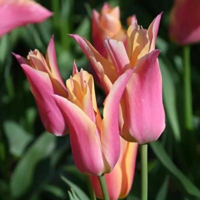 tulipa-marianne