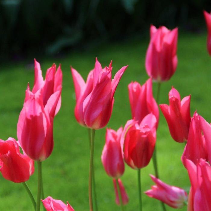 Tulipa 'Mariette' plant