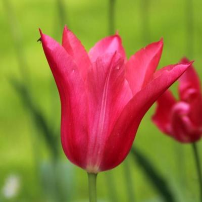 tulipa-mariette