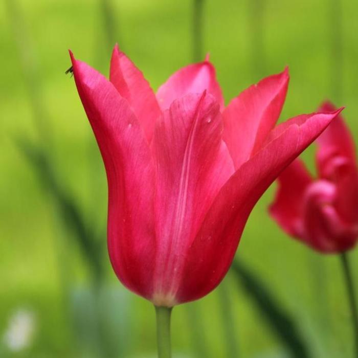 Tulipa 'Mariette' plant